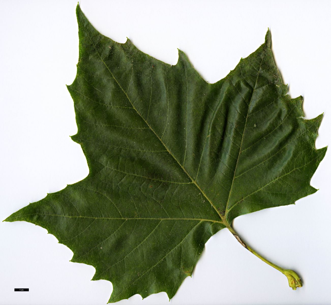 High resolution image: Family: Platanaceae - Genus: Platanus - Taxon: ×hispanica (P.occidentalis × P.orientalis)